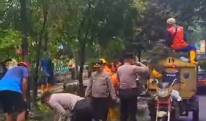 Aksi Spontan Polisi Malang Kota: Pohon Tumbang Dipotong, Jalan Veteran Diselamatkan dari Macet