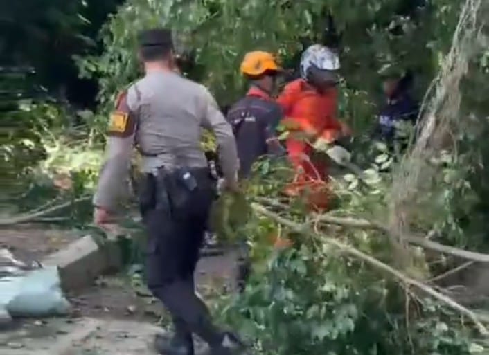 Drama Pohon Tumbang di Klojen: Polisi Datang, Jalan Langsung Normal Lagi