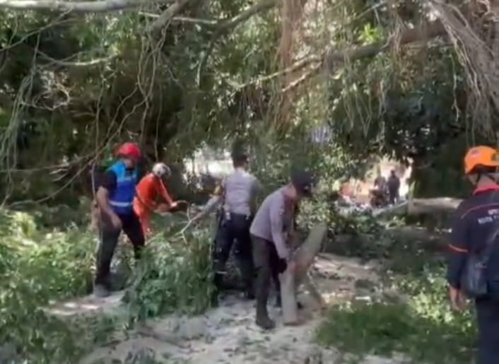 Pohon Tumbang Akibat Hujan Deras di Jalan Merapi, Polresta Malang Kota Lakukan Evakuasi Kilat