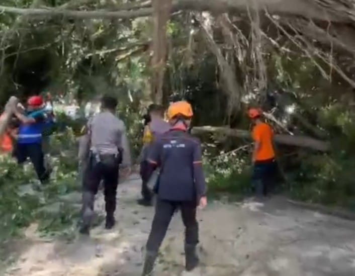 Pohon Tumbang Tutup Jalan Merapi, Polresta Malang Kota Gercep Evakuasi!