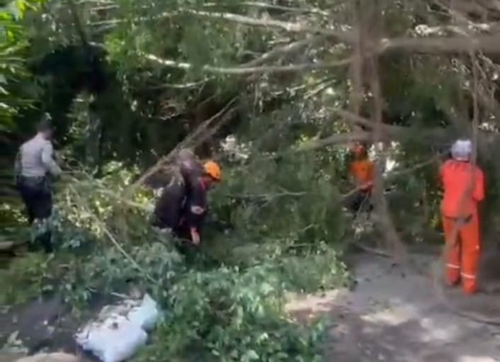 Aksi Heroik Personel Polresta Malang Kota Angkat Pohon Tumbang di Tengah Kota