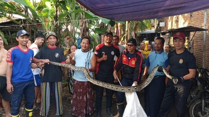 Usai Memangsa Dua Ayam, Piton 4 Meter Terjebak di Kandang Warga Pekalongan