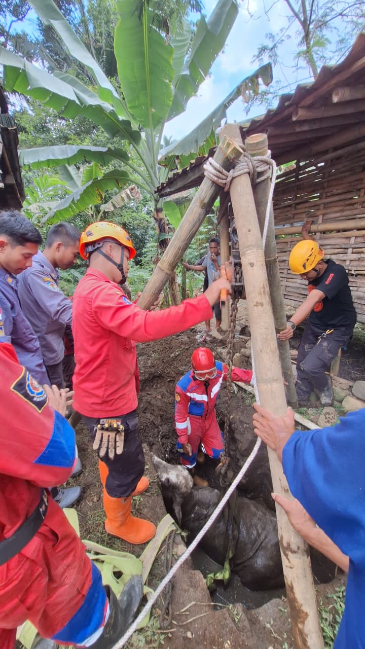 Sapi Terjebak Septic Tank Berhasil Dievakuasi Damkar Banyumas
