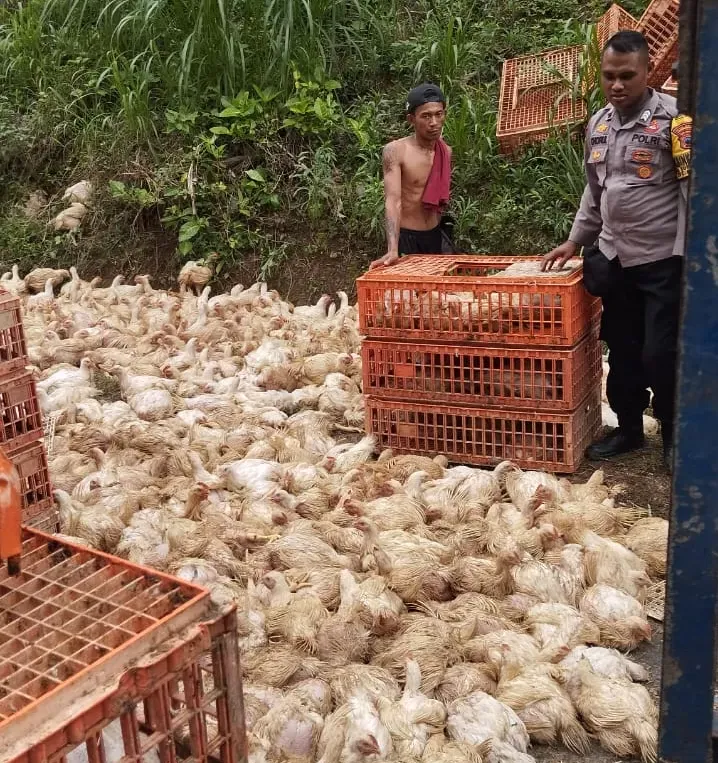 Ribuan Ayam Broiler Tercecer di Tanjakan Jatipohon Grobogan