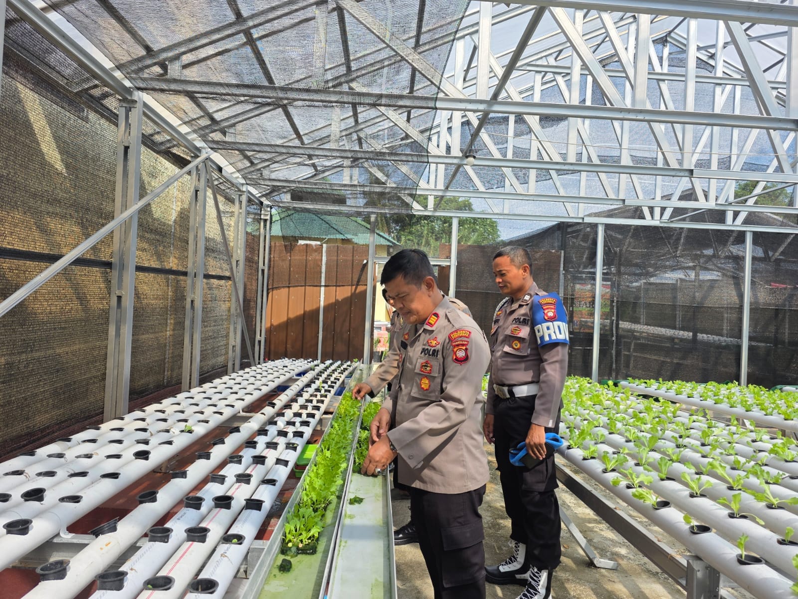 Dukung Swasembada Pangan, Polsek Pontianak Timur Tanam 1.500 Lubang Selada dan Tebar 7.500 Lele