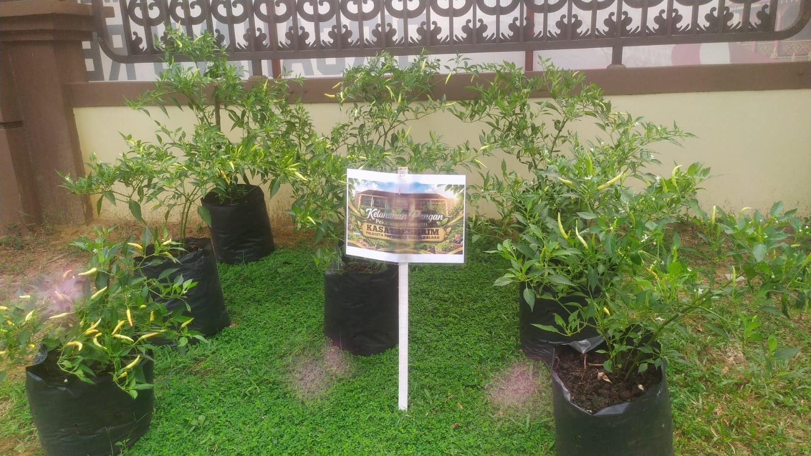 Lahan Mako Jadi Kebun Pangan, Polresta Pontianak Dukung Program P2B