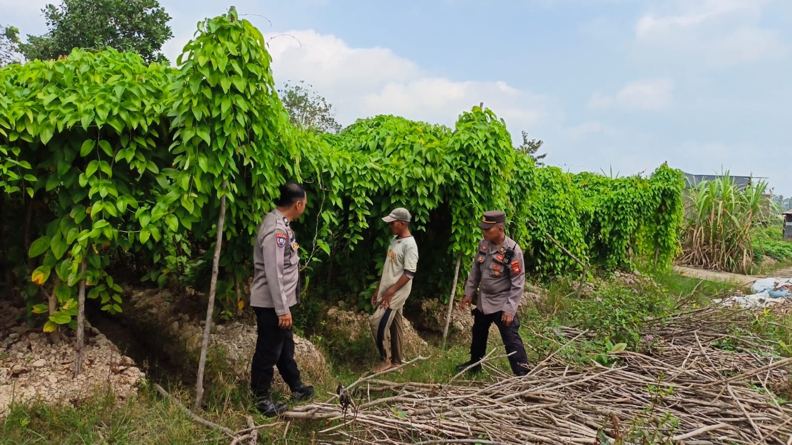 Polsek Pontianak Barat Bersama Petani Tanam Ubi Ungu Dukung Swasembada Pangan