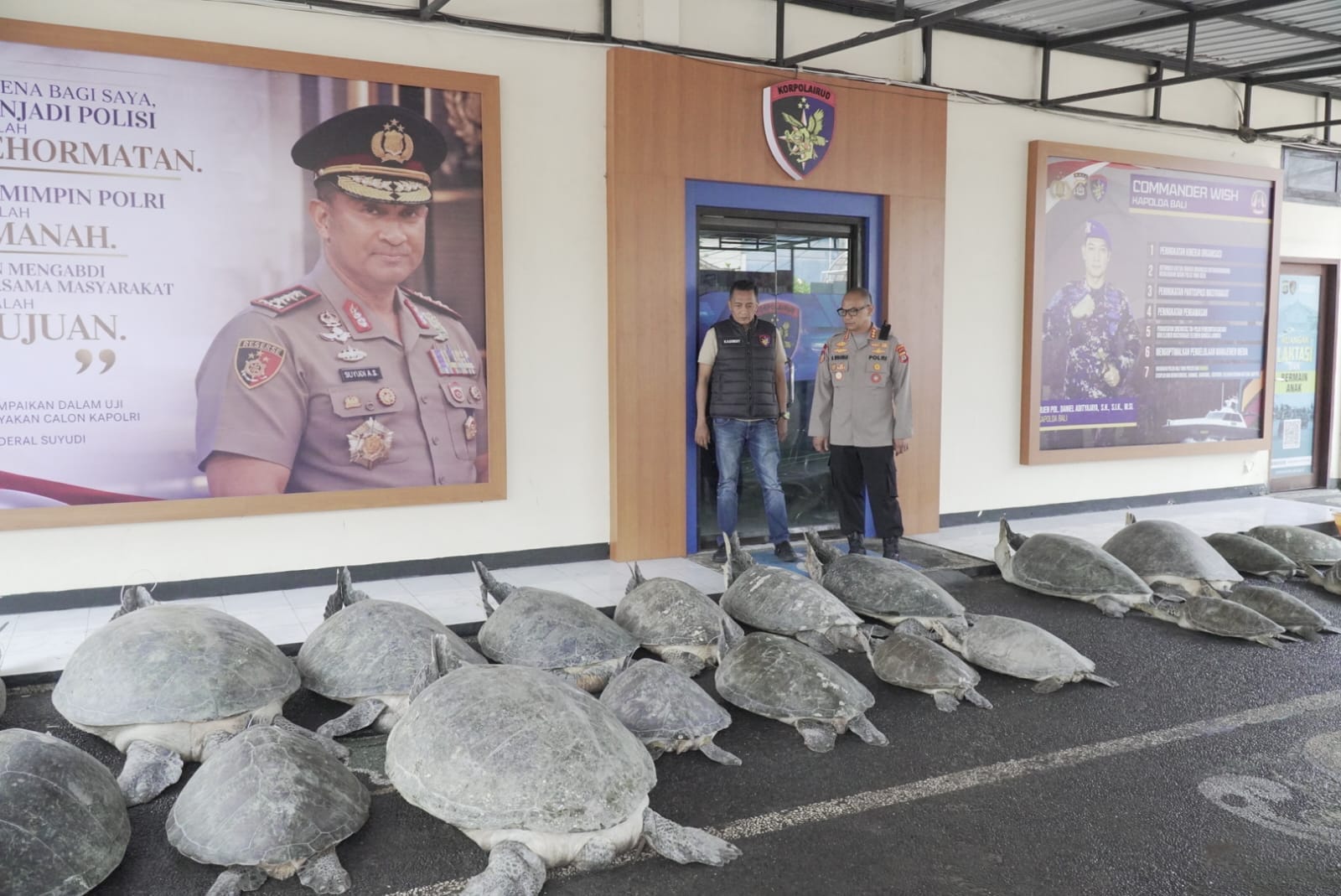 Polda Bali Gagalkan Penyelundupan 22 Ekor Penyu Hijau di Perairan Pulau Serangan