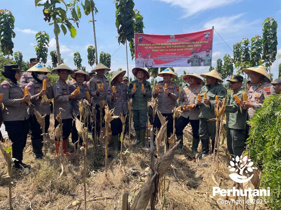 Dukung Pertanian, Perhutani dan Polda Jateng Panen Raya Jagung di Purwodadi