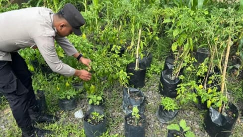Ketahanan Pangan Kuat, Lamandau Manfaatkan Pekarangan untuk Redam Inflasi