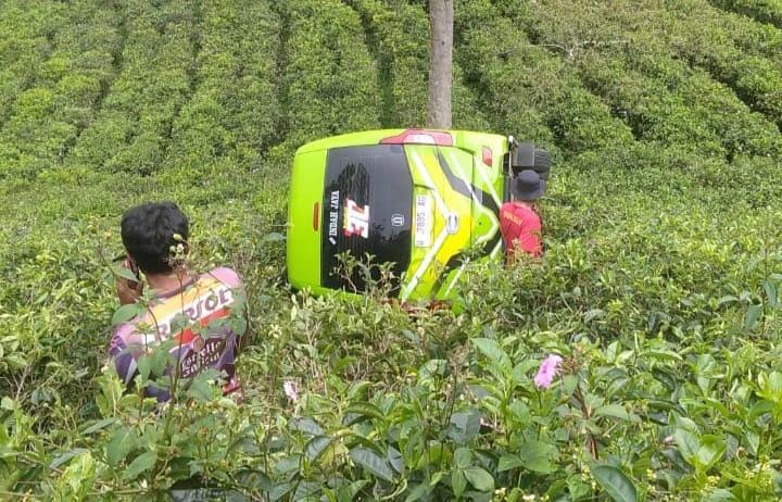 Kecelakaan di Karanganyar, Mobil Wisatawan Gresik Terguling di Perkebunan Teh