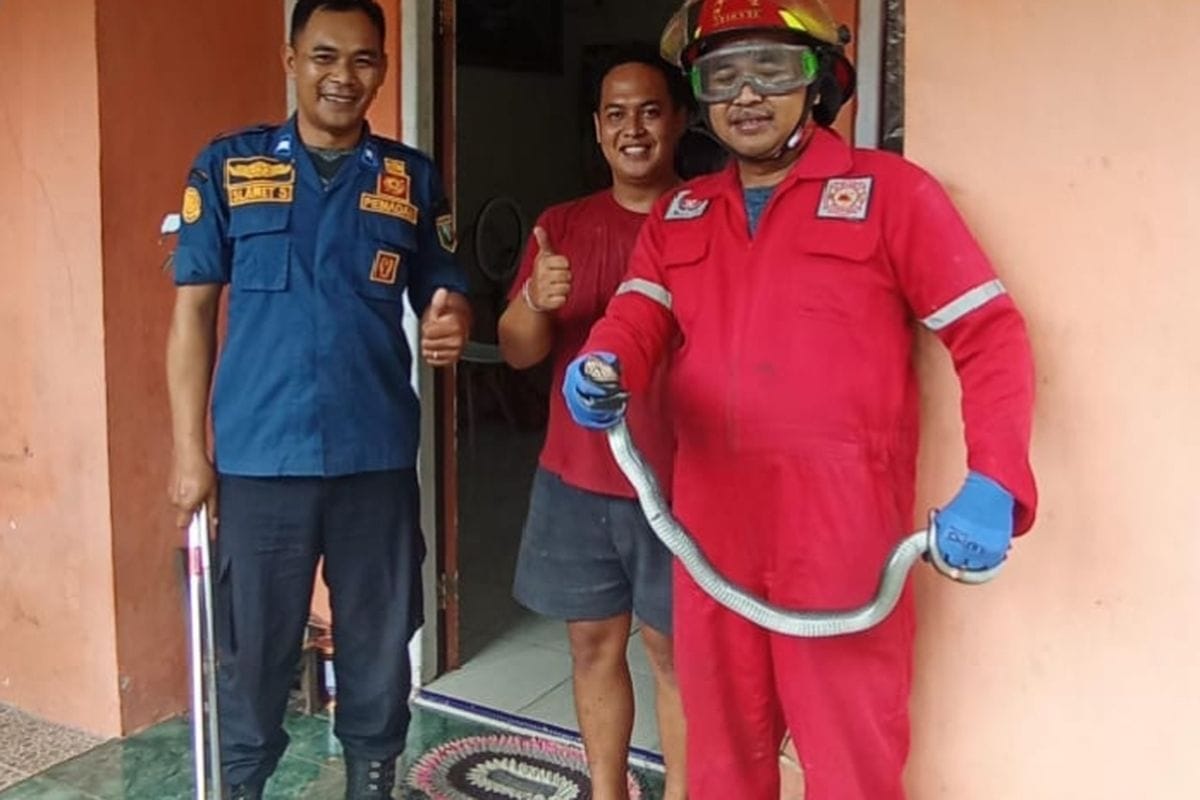 Warga Heboh! Dua Kobra dan Satu Biawak Dievakuasi Damkar Semarang dalam Sehari