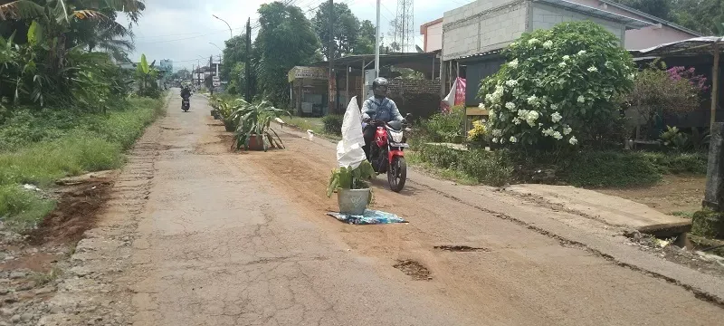 Warga Sumbang Banyumas Tanam Pot di Jalan Rusak sebagai Bentuk Protes