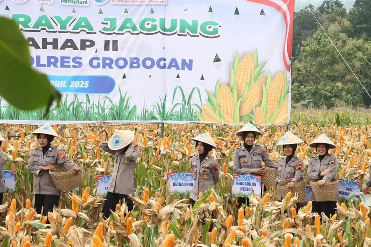 Polres Grobogan Sukses Gelar Panen Raya Jagung di Lahan 274 Hektare