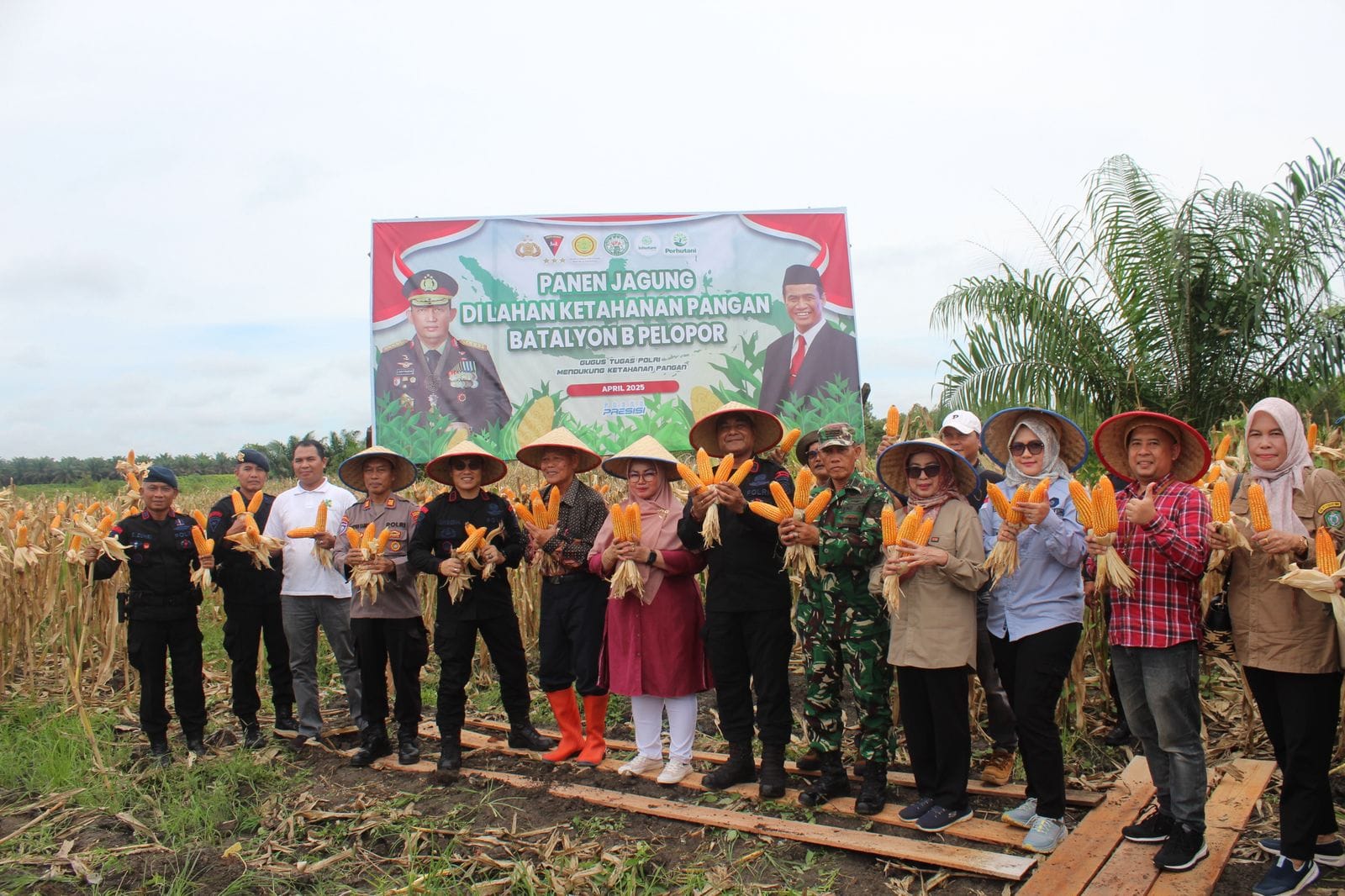 Brimob Kalteng Panen Raya Jagung di Sampit dan Pangkalan Bun, Dukung Ketahanan Pangan