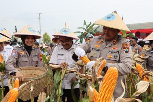 Dukung Ketahanan Pangan, Polres Grobogan Gelar Panen Raya Jagung di 274 Hektare Lahan