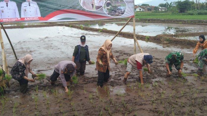 Banyumas Hadapi Krisis Petani Penggarap, Anak Muda Pilih Bekerja ke Luar Negeri