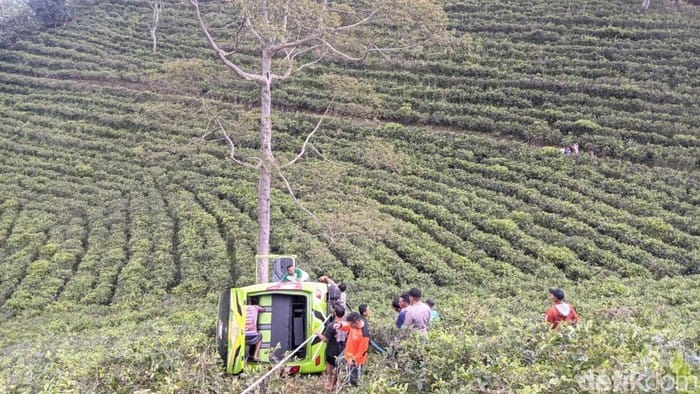 Elf Rombongan Wisatawan Gresik Terperosok ke Kebun Teh di Karanganyar