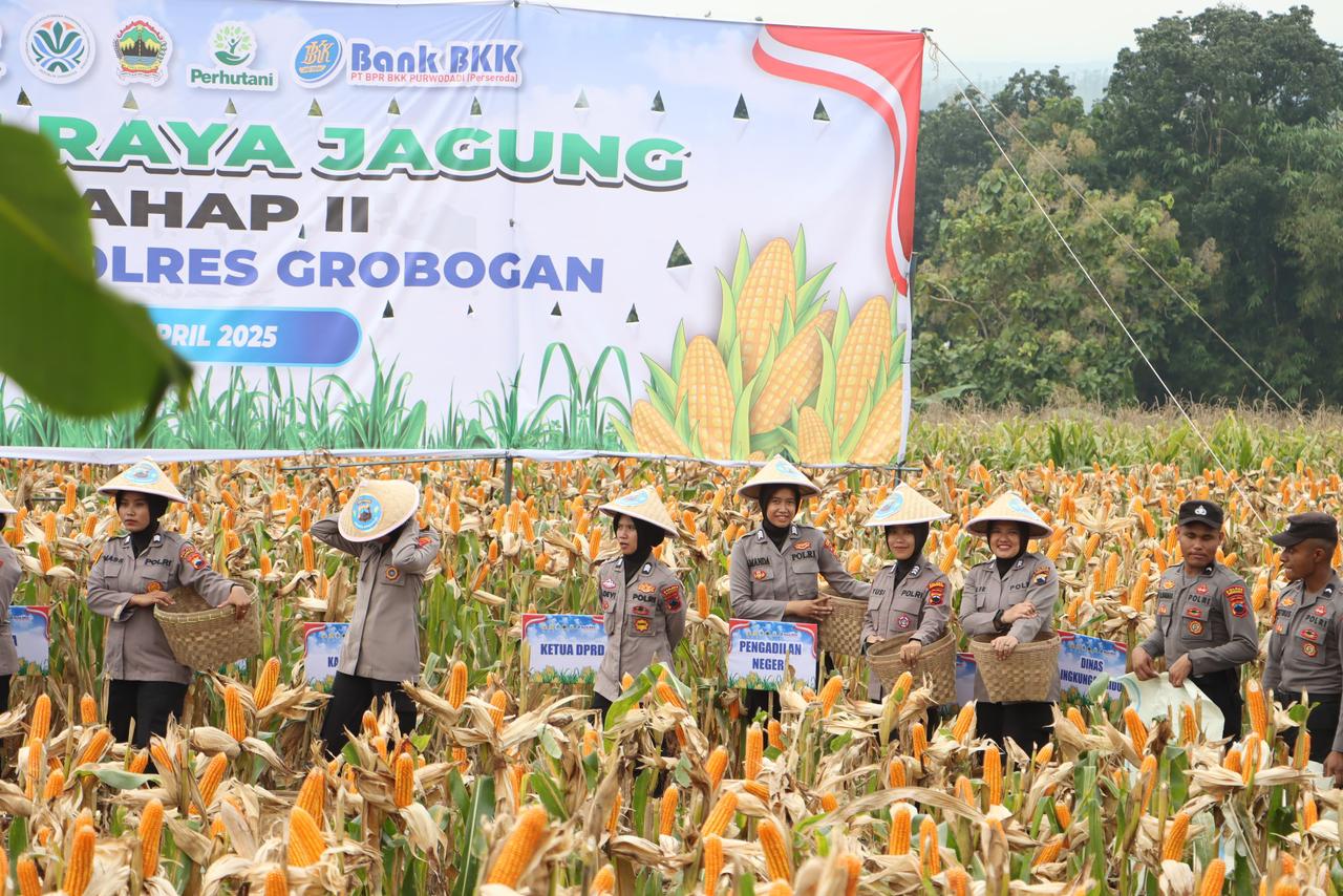 Polres Grobogan Gelar Panen Raya Jagung di Lahan 274 Hektare