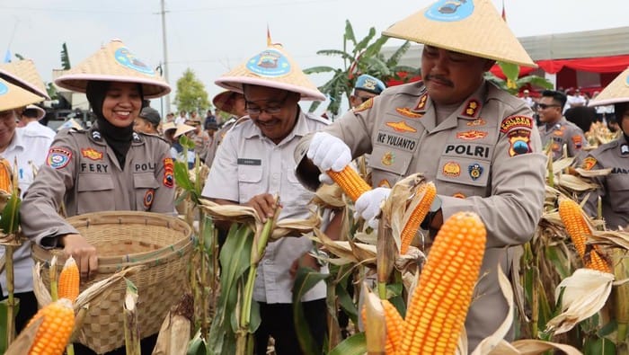 Kapolres Grobogan Pimpin Panen Raya Jagung di Lahan 247 Hektare, Perkuat Ketahanan Pangan Lokal