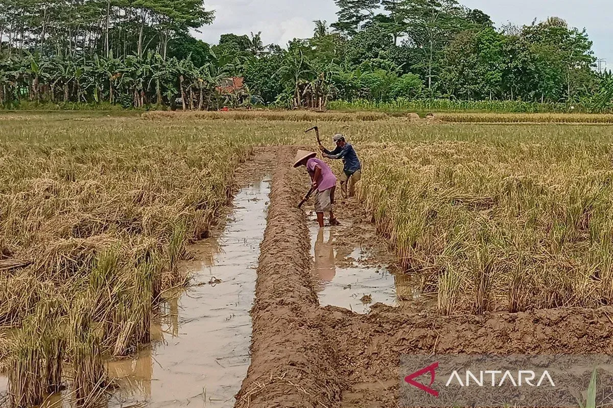 Banyumas Targetkan Luas Tambah Tanam April Capai 12.900 Hektare