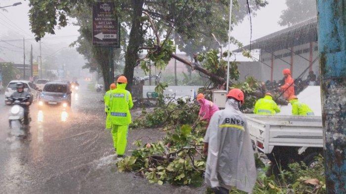 Cuaca Ekstrem Landa Banyumas, Hujan dan Angin Tumbangkan Pohon di 4 Kecamatan