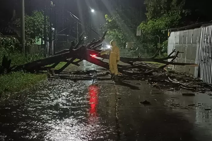 Tragis, Pengendara Motor di Rembang Tewas Tertimpa Pohon Tumbang