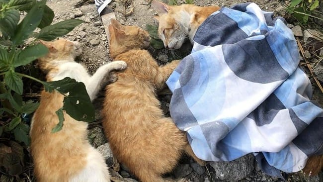 Terulang Lagi, Belasan Kucing Ditemukan Mati Secara Misterius di Malang