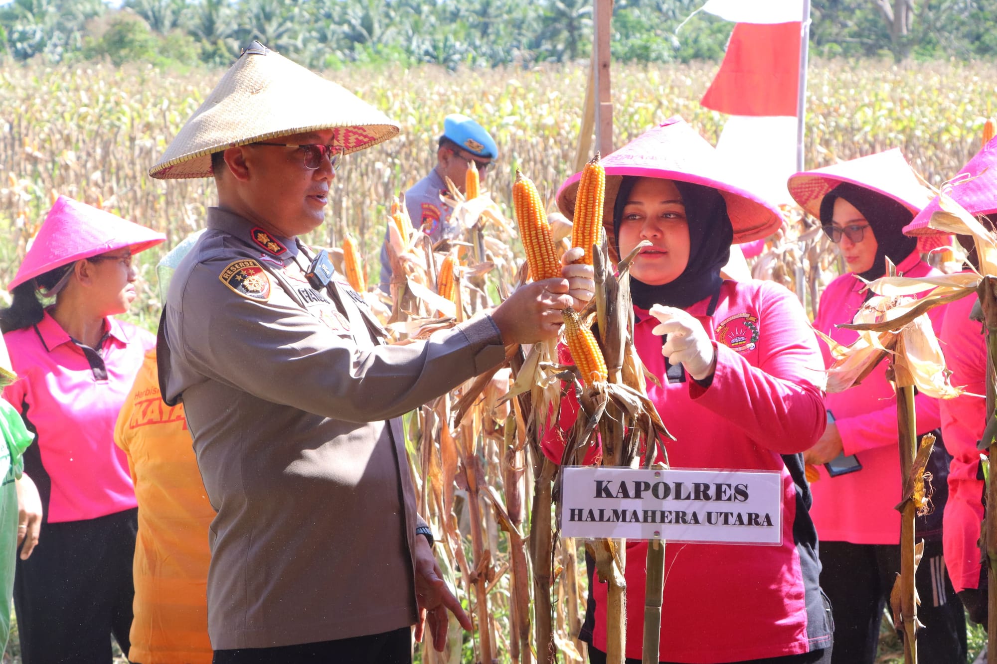 Sinergi Dana Desa dan Polda Malut, Panen Raya Jagung Wujudkan Ketahanan Pangan
