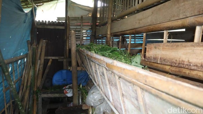 Iduladha Semakin Dekat, Warga Banyumas Resah Pencurian Kambing Meningkat