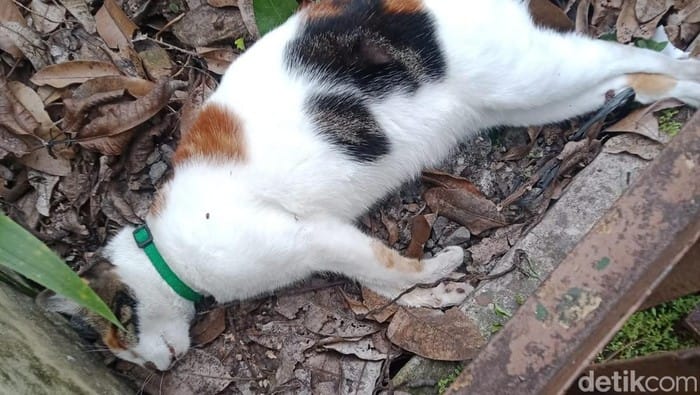 Polisi Selidiki Kematian Misterius 15 Kucing di Malang