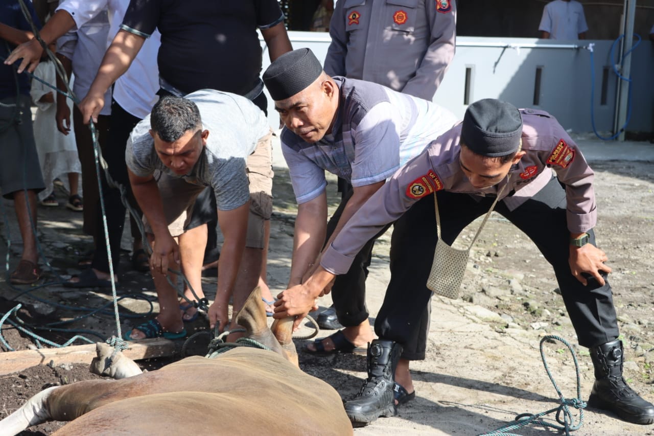 Polresta Tidore Potong Hewan Kurban, Daging Disalurkan ke Purnawirawan dan Warga
