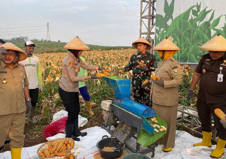 Polres Semarang Panen Raya Jagung, Dukung Program Ketahanan Pangan Nasional Berdaulat