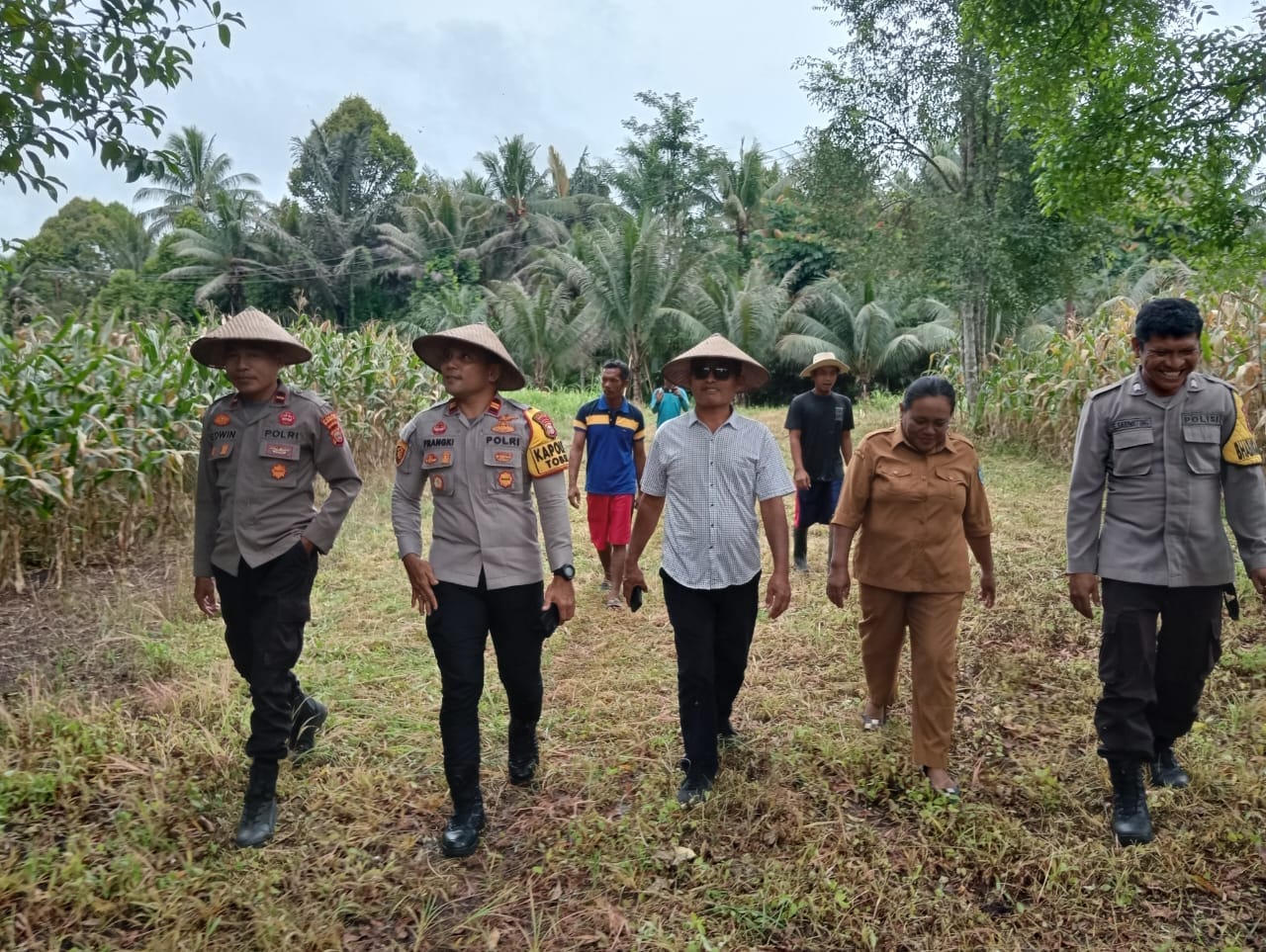 Sukses Panen Raya, Polres Halmahera Utara Teguhkan Komitmen Dukung Ketahanan Pangan