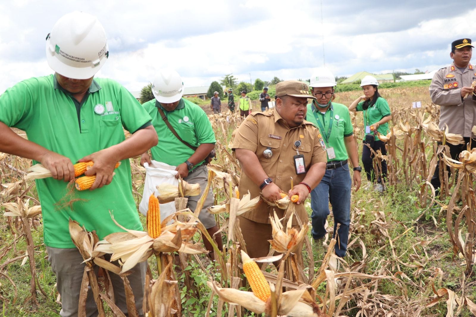 Sinergi Polri dan Swasta: Polres Seruyan Panen Raya Jagung di Seruyan Hilir Timur