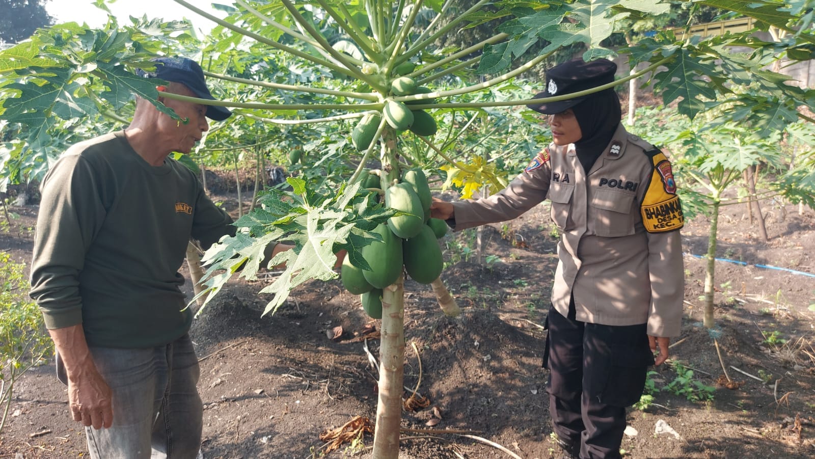 Polsek Taman Polresta Sidoarjo Dampingi Warga Tanam Pepaya Dukung Ketahanan Pangan