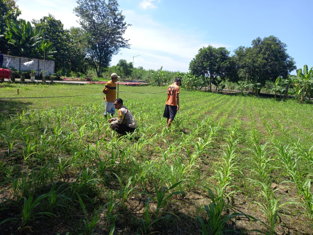 Polresta Sidoarjo Dukung Ketahanan Pangan Lewat Pendampingan Petani Jagung di Krembung