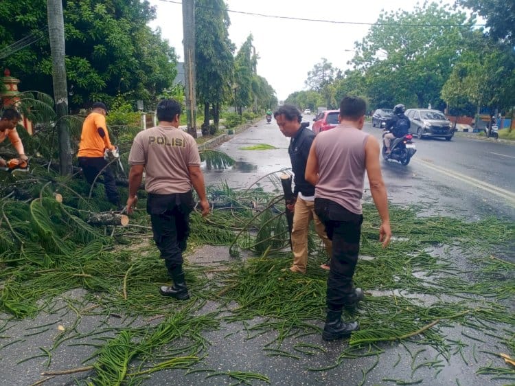 Pohon Tumbang Ganggu Jalan, Polresta Pati Bergerak Cepat Atur Lalu Lintas