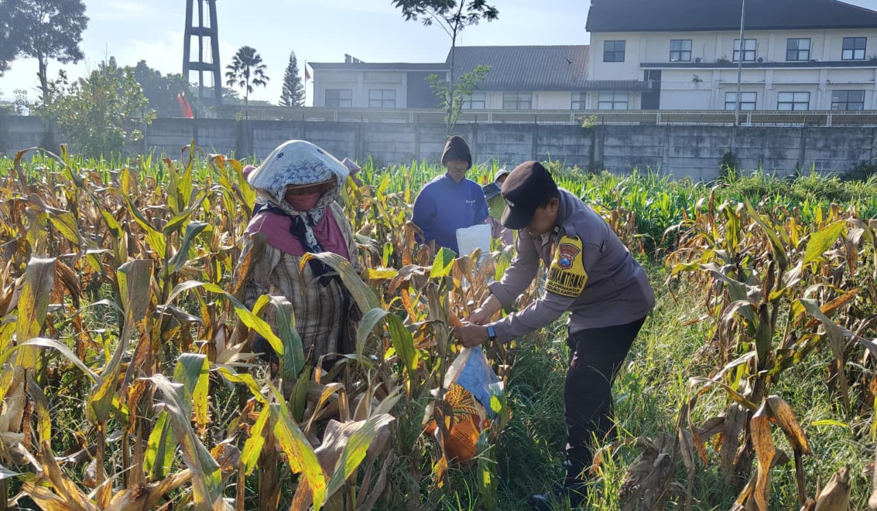 Panen 2,5 Ton Jagung, Polresta Malang Kota Tegaskan Komitmen pada Ketahanan Pangan