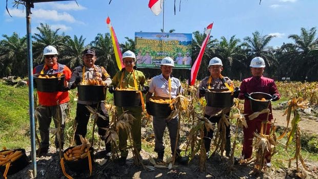 Polres Indragiri Hulu Panen Raya Jagung, Wujud Nyata Dukung Ketahanan Pangan