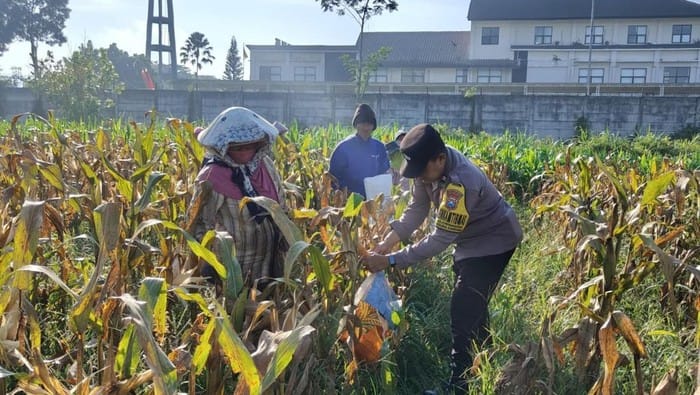 Panen Raya Jagung, Polresta Malang Kota Tegaskan Komitmen Jaga Ketahanan Pangan