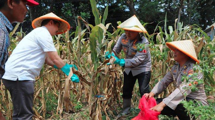 Panen Raya Jagung Serentak, Polresta Malang Kota Fokus Kembangkan Lahan Baru