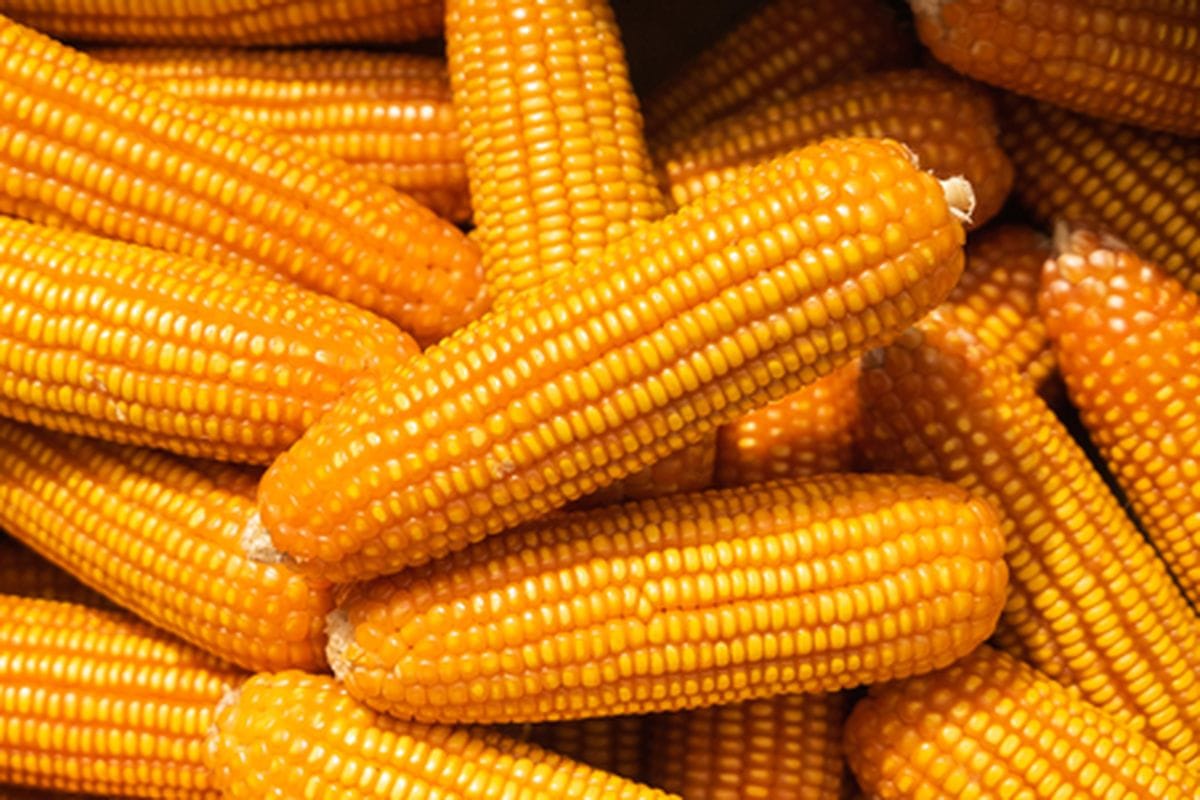 Bantu Peternak Kecil, Pemkot Malang Salurkan 2,6 Ton Jagung SPHP