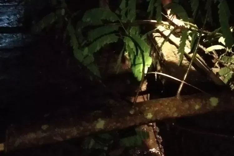 Diterjang Hujan Angin, Pohon di Klaten Roboh Timpa Rumah dan Halangi Jalan Raya
