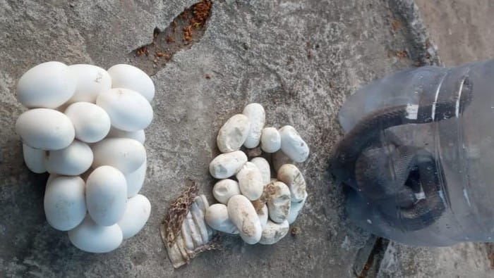 Warga Klaten Dihebohkan Teror Ular Kobra, 70 Telur Ditemukan Siap Menetas