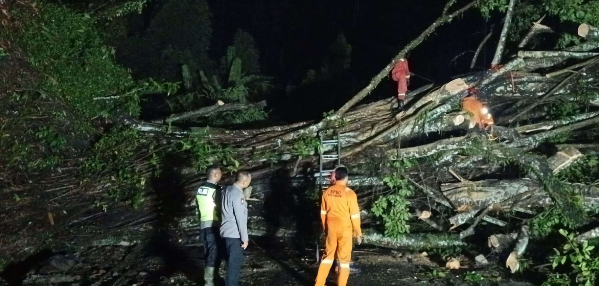 Pohon Tumbang Tutup Akses Jalan Kabupaten Semarang–Grobogan