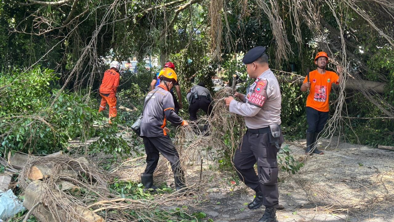 Mitigasi Cepat Polresta Malang Kota Atasi Beringin Raksasa yang Tumbang
