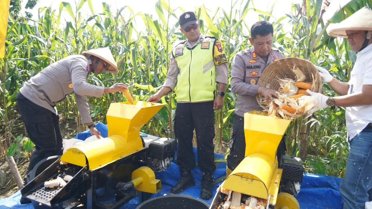 Polda Jateng Panen Raya Jagung, Polisi–Petani Bersinergi Perkuat Ketahanan Pangan