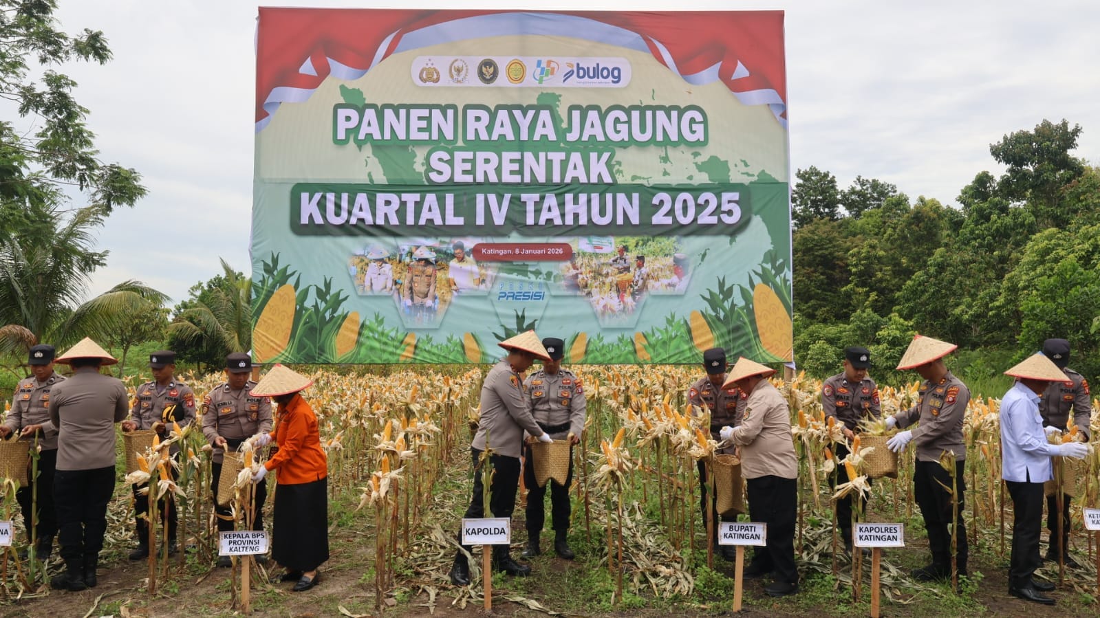 Perkuat Swasembada Pangan, Kapolda Kalteng Panen Raya Jagung Kuartal IV di Katingan
