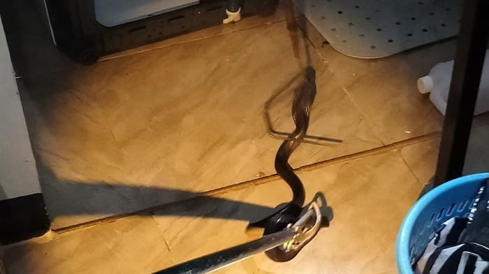 Ular Kobra Ngumpet di Dapur, Emak-emak di Klaten Panik